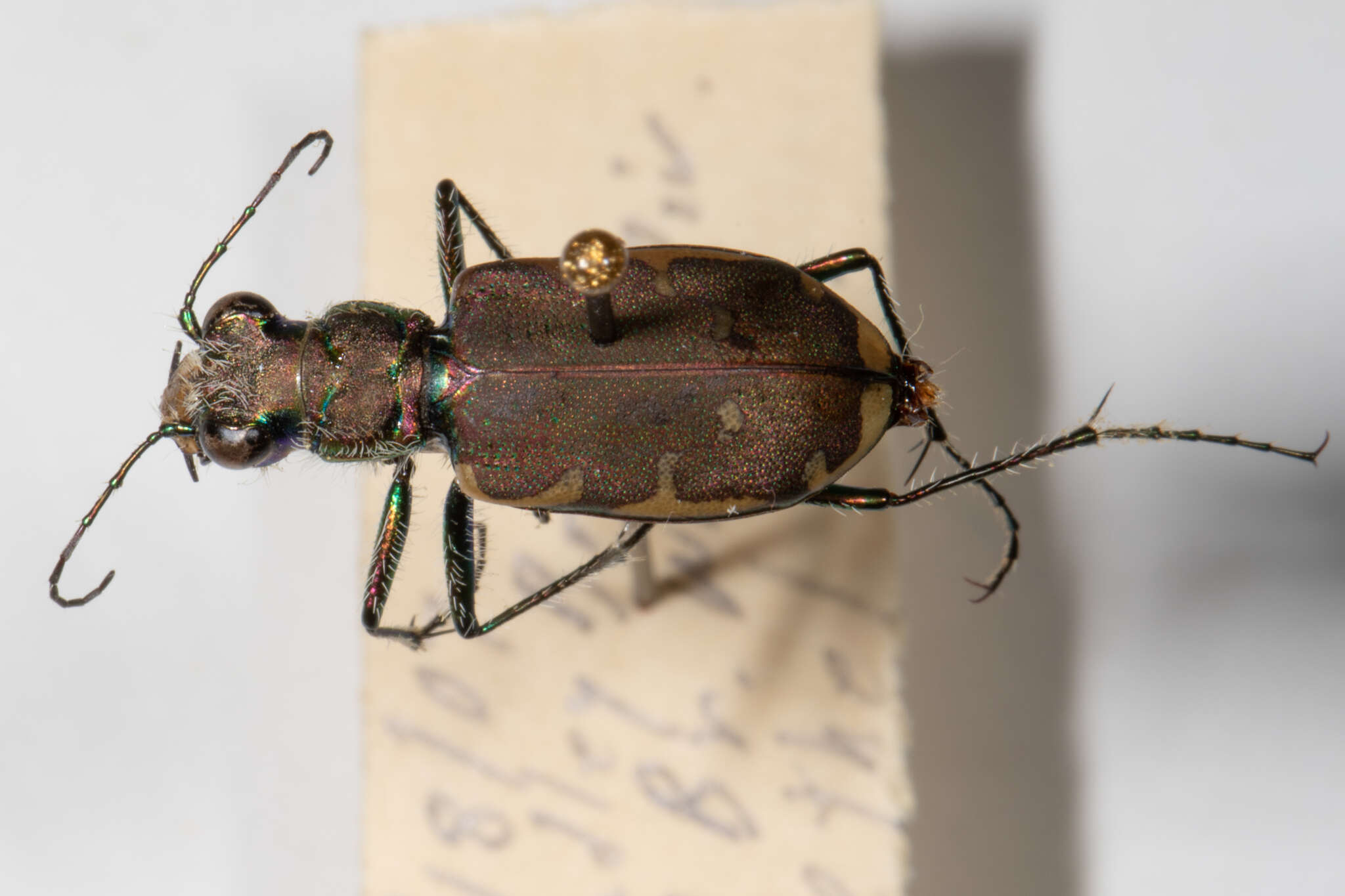 Image of Appalachian Tiger Beetle