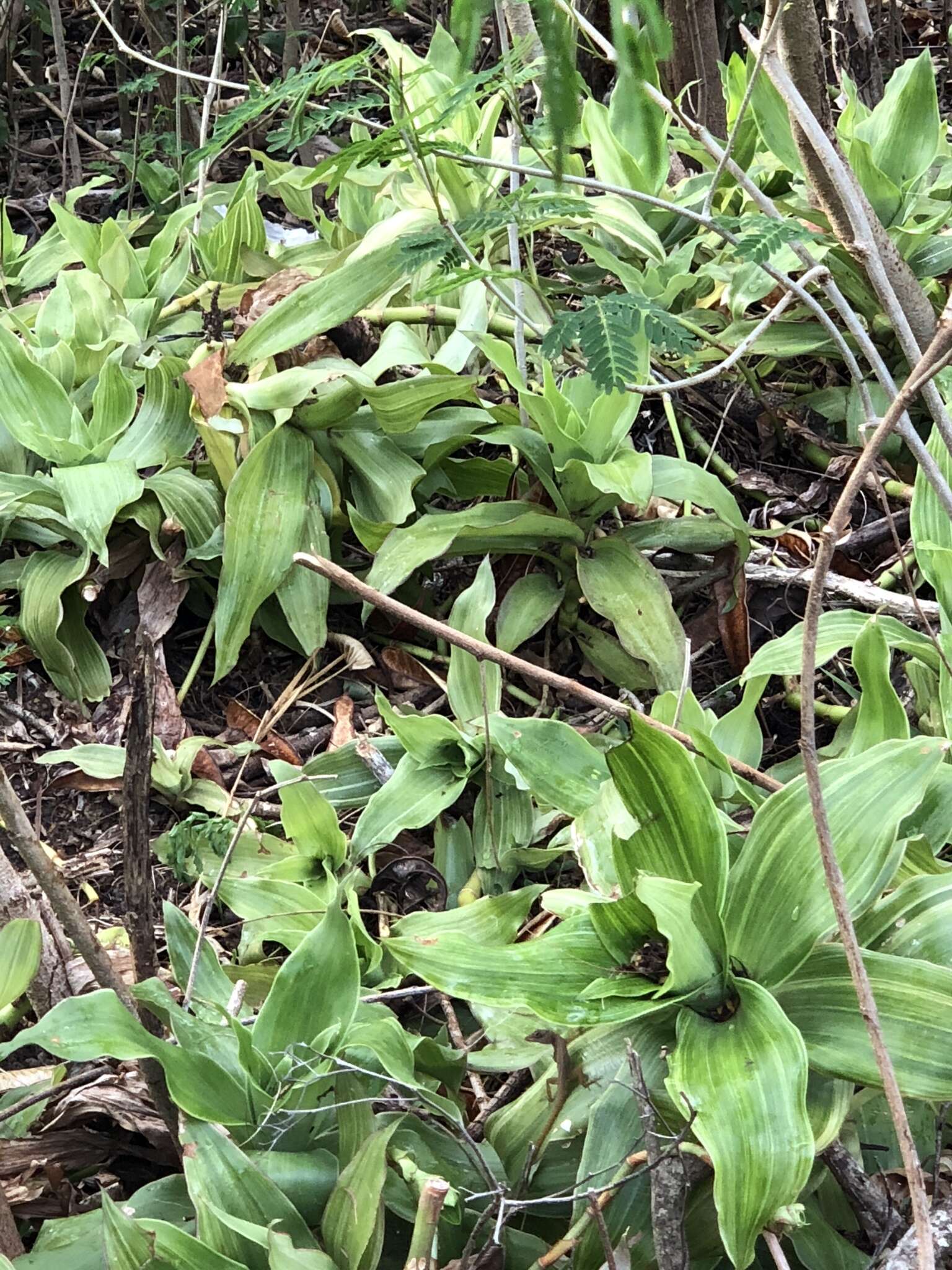 Image of basketplant