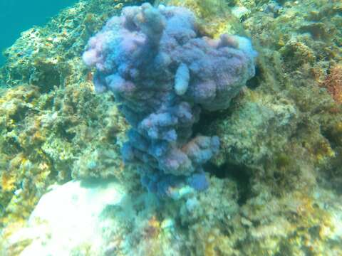 Image of Blue rice coral