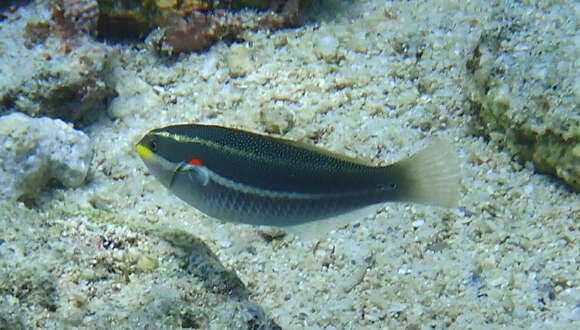 Image of Red-shoulder wrasse