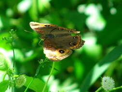 Image of <i>Junonia zonalis</i>