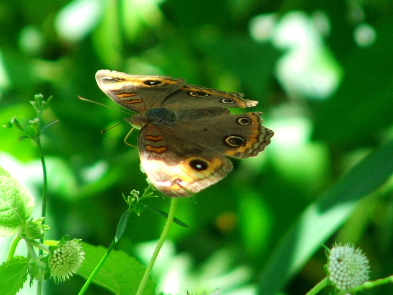 Image of <i>Junonia zonalis</i>