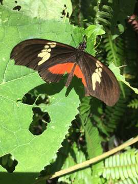 Image of Heliconius hortense Guérin-Ménéville (1829)