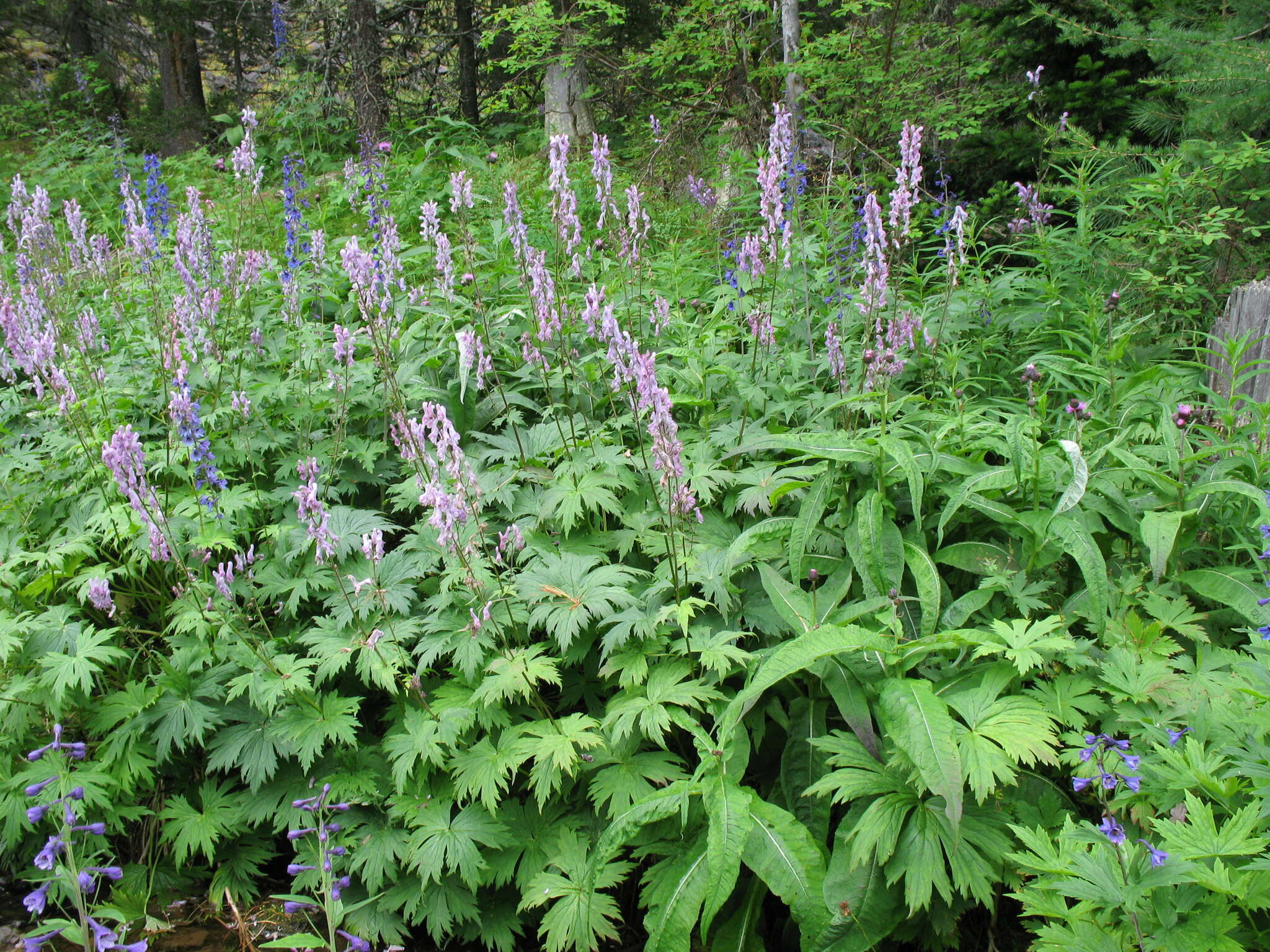 Aconitum septentrionale subsp. rubicundum (Fisch.) V. N. Voroschilov resmi