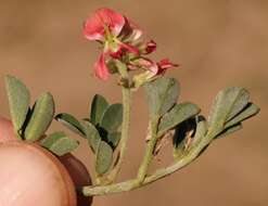 Indigofera spicata var. spicata resmi