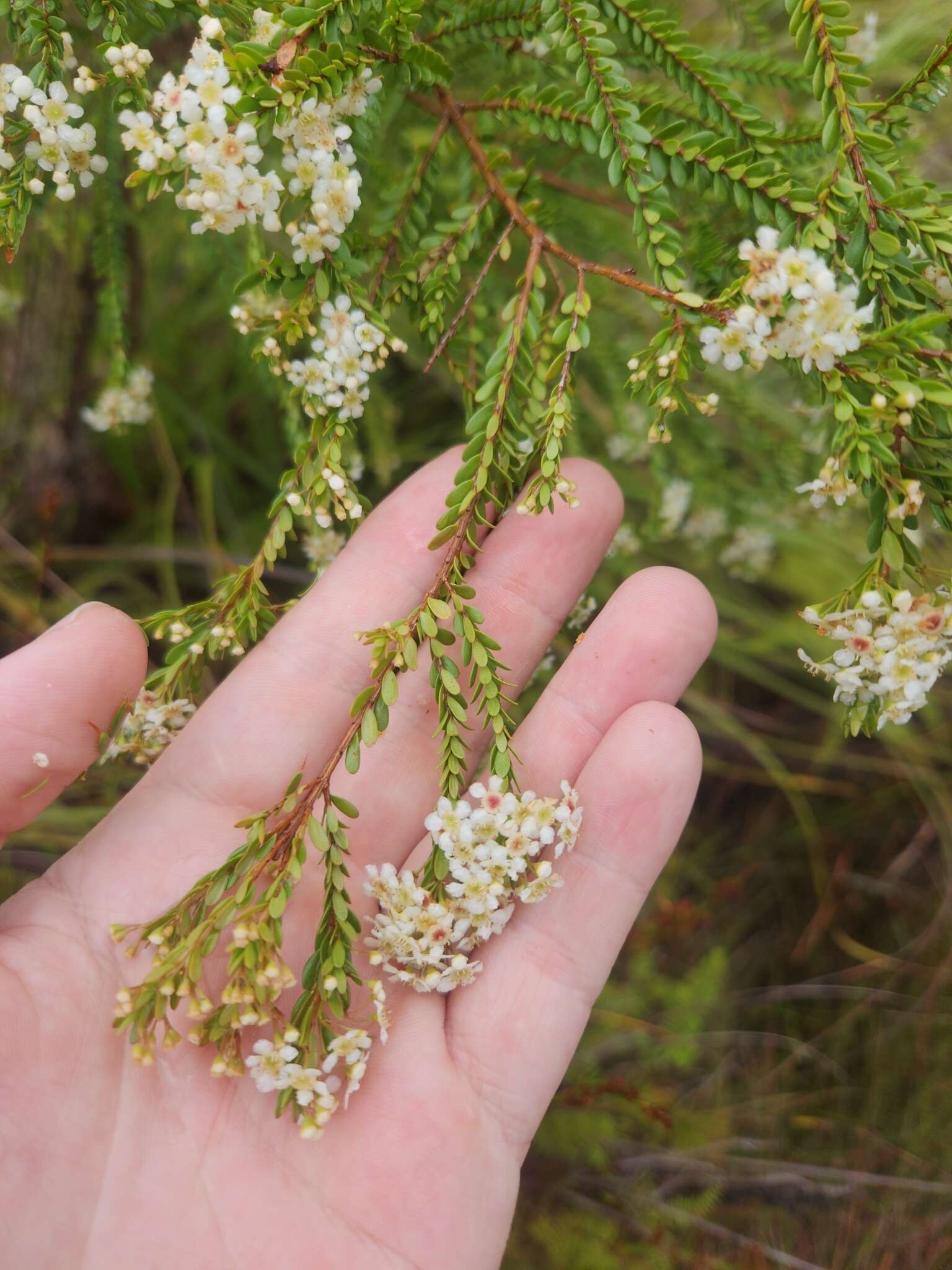 Image of Sannantha bidwillii (A. R. Bean) Peter G. Wilson