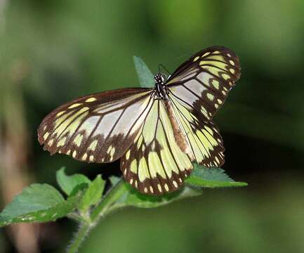 Image of Ideopsis vitrea Blanchard 1853