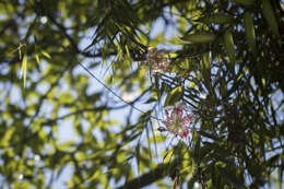 Image of Lilium speciosum Thunb.