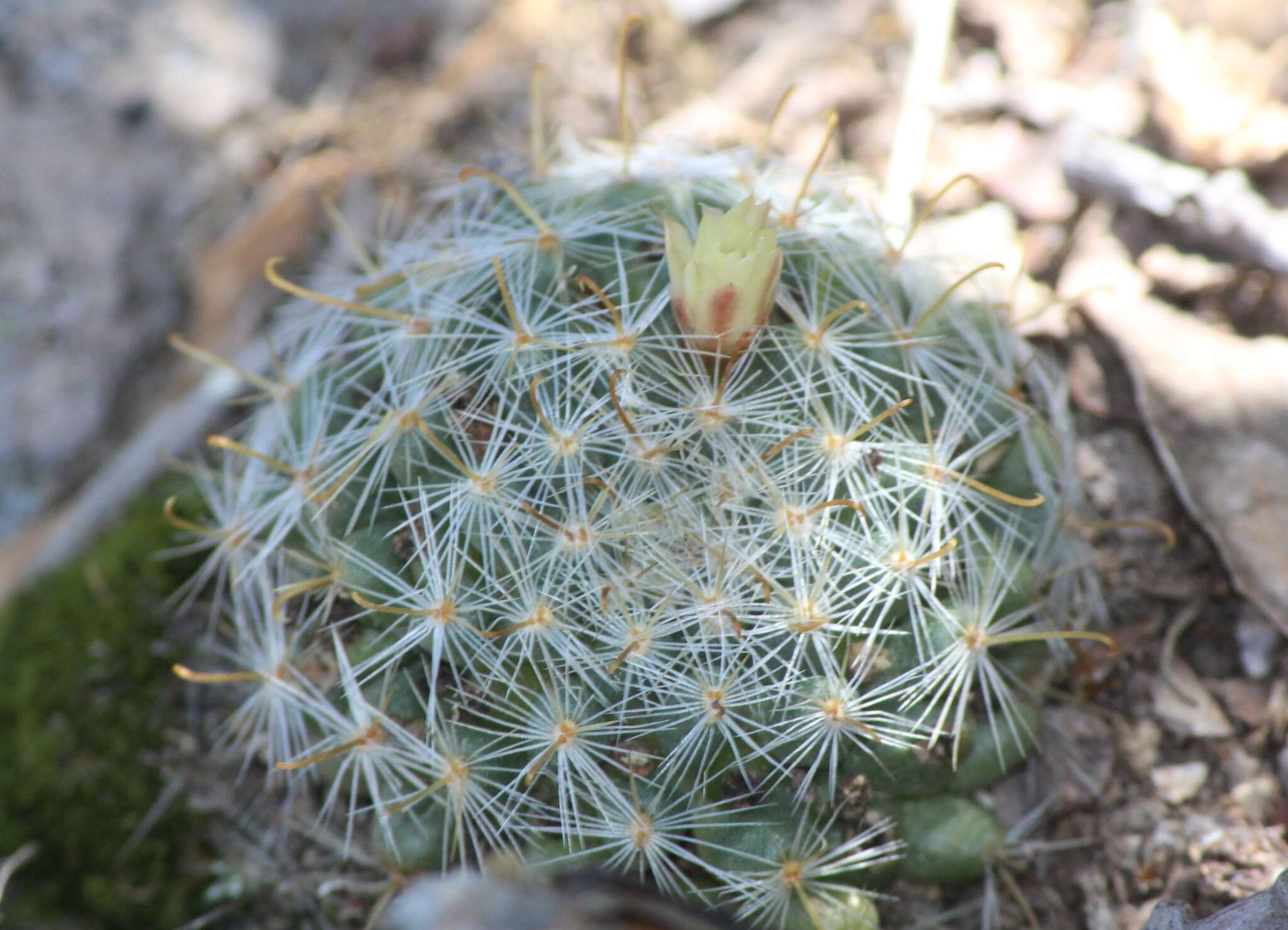 Image of Mammillaria jaliscana subsp. zacatecasensis (Shurly) D. R. Hunt