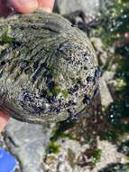 Image of Midas Ear Abalone