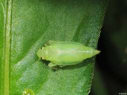 Plancia ëd Neocoelidia orientalis De Long 1953