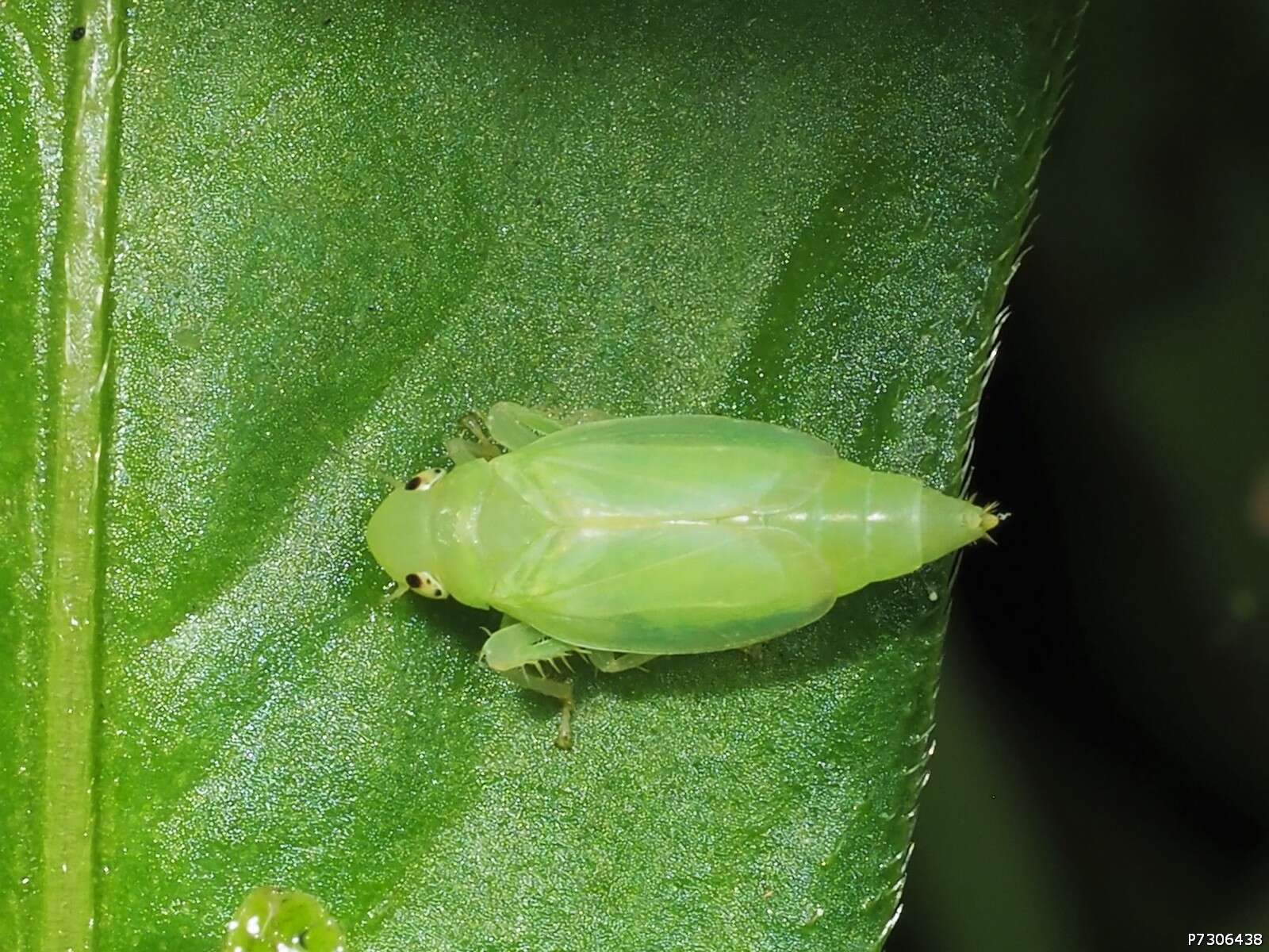 Sivun Neocoelidia orientalis De Long 1953 kuva