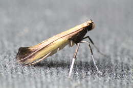 Image of Azalea leafminer