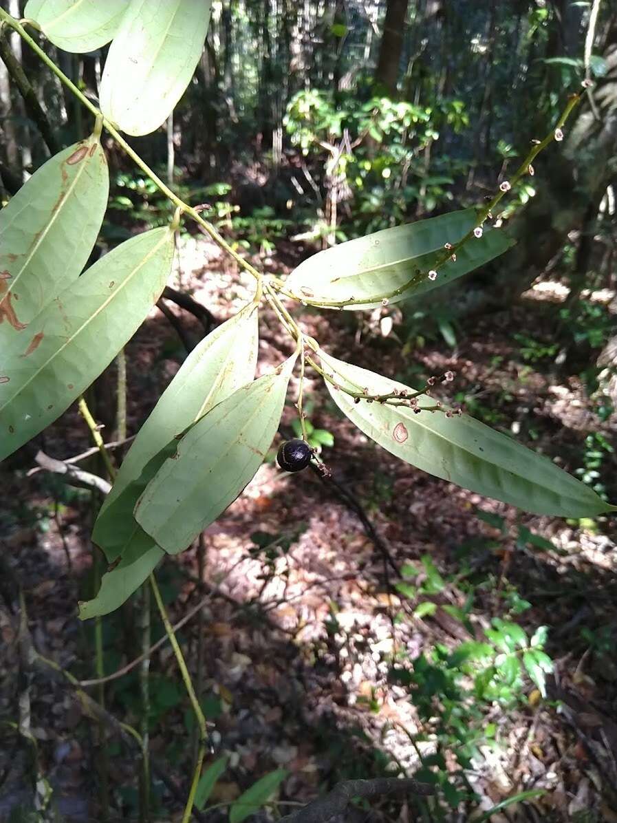 Image of Ripogonum discolor F. Muell.