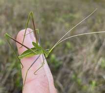 Image of Eastern Thread-legged Katydid