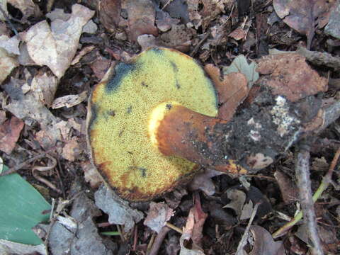 صورة Cyanoboletus