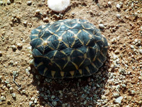 Image of Northern Tent Tortoise