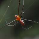 Image of Argyrodes zonatus (Walckenaer 1841)