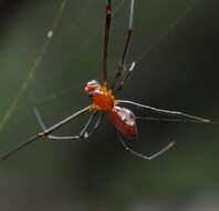 Image of Argyrodes zonatus (Walckenaer 1841)