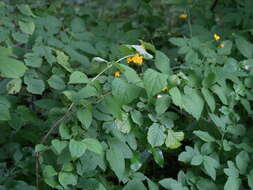 Imagem de Philadelphus coronarius L.