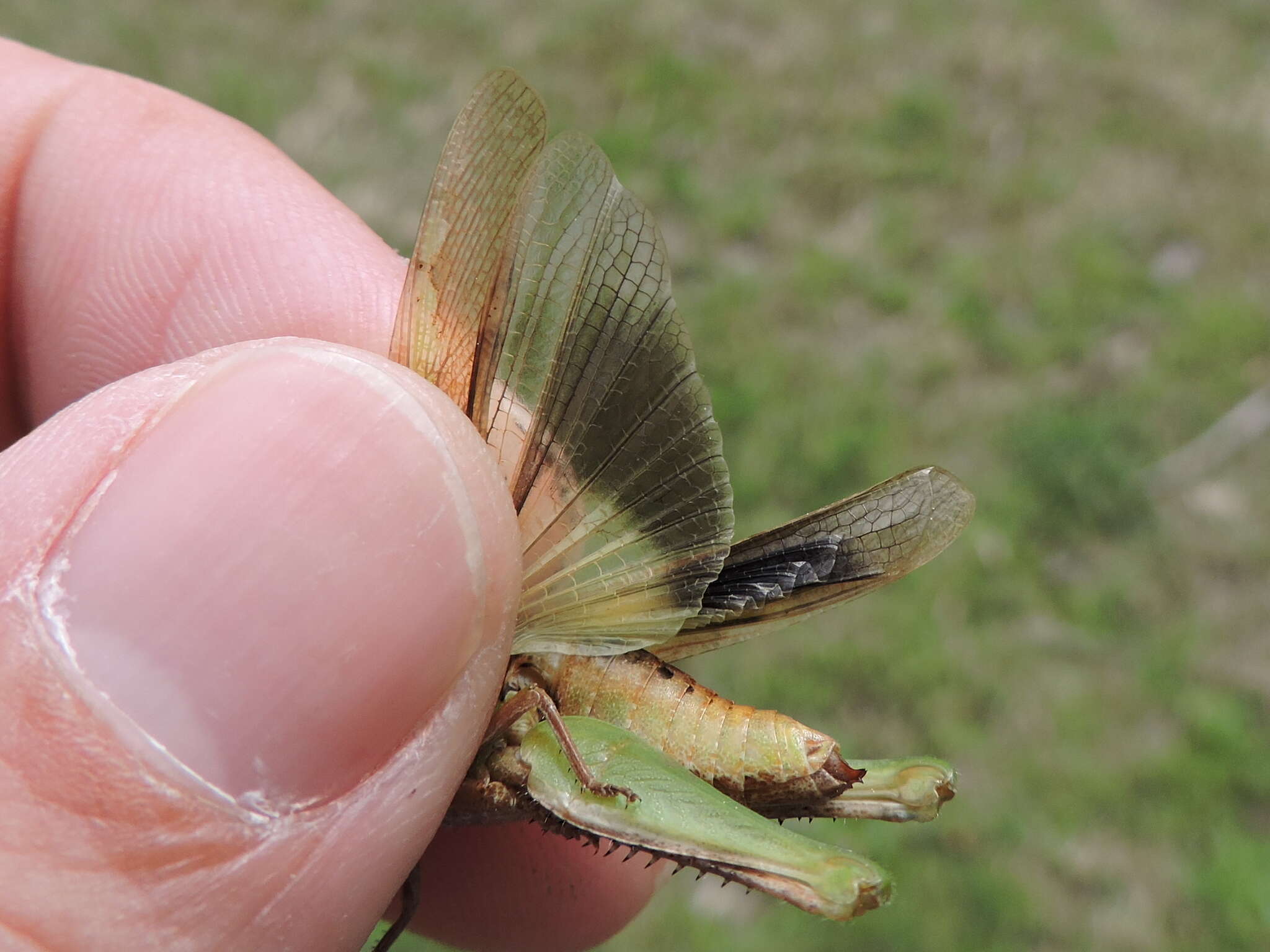 Image of Green-striped Grasshopper