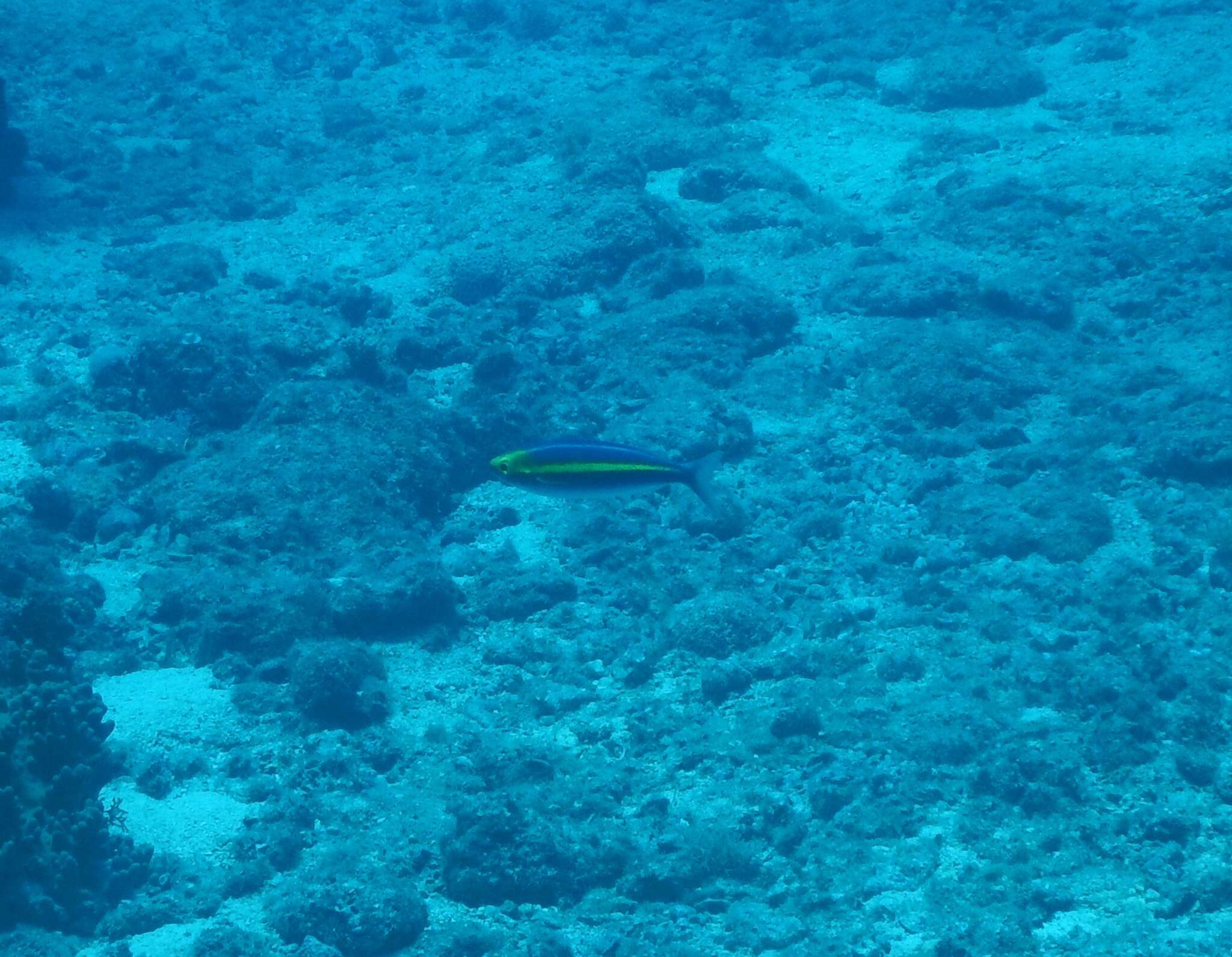 Image of Goldstripe whiptail