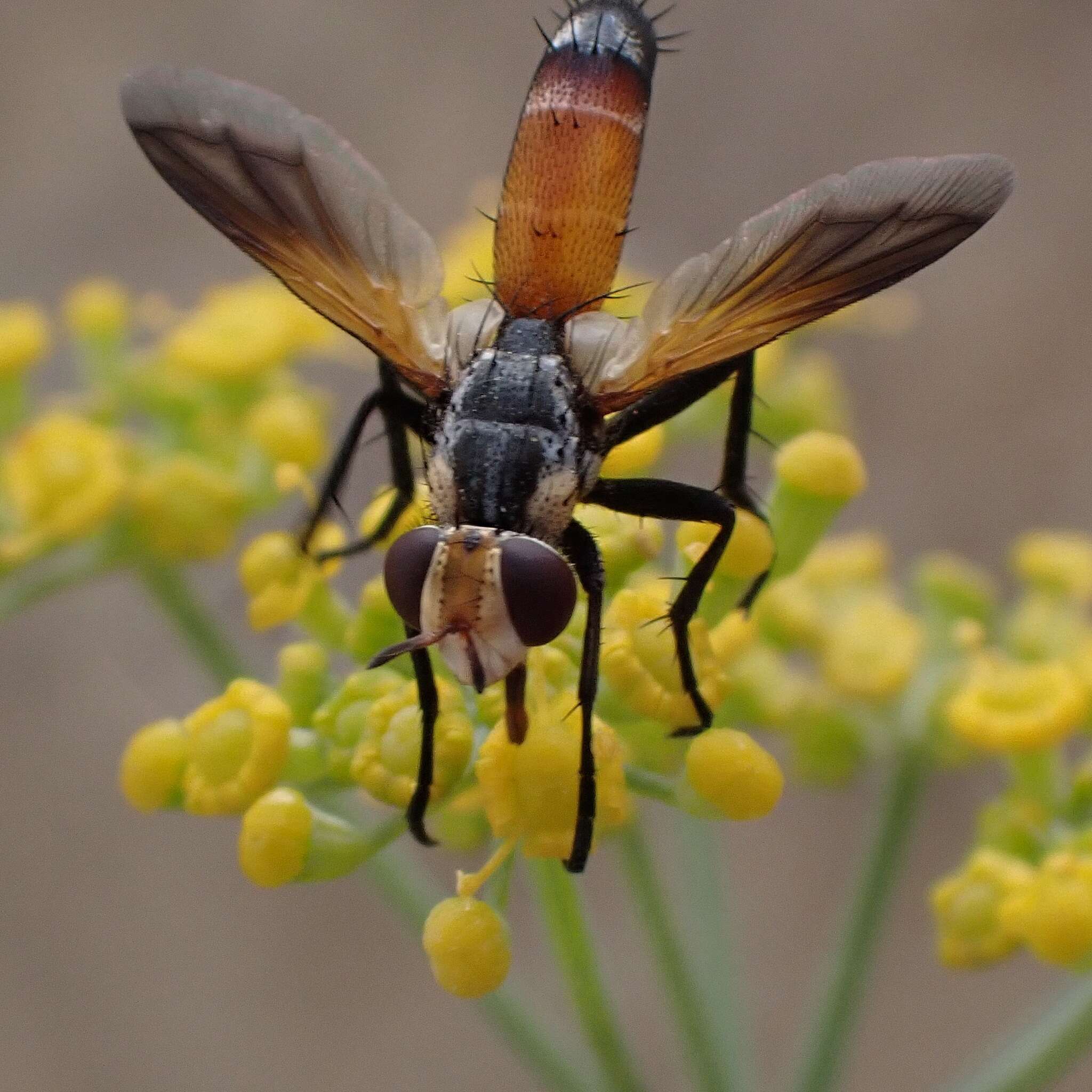 Plancia ëd Cylindromyia rufifrons (Loew 1844)