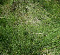 Image of Equisetum ramosissimum subsp. ramosissimum