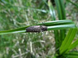 Image de Actenicerus sjaelandicus