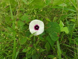 Image of sweet potato