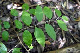 Celtis iguanaea (Jacq.) Sarg. resmi