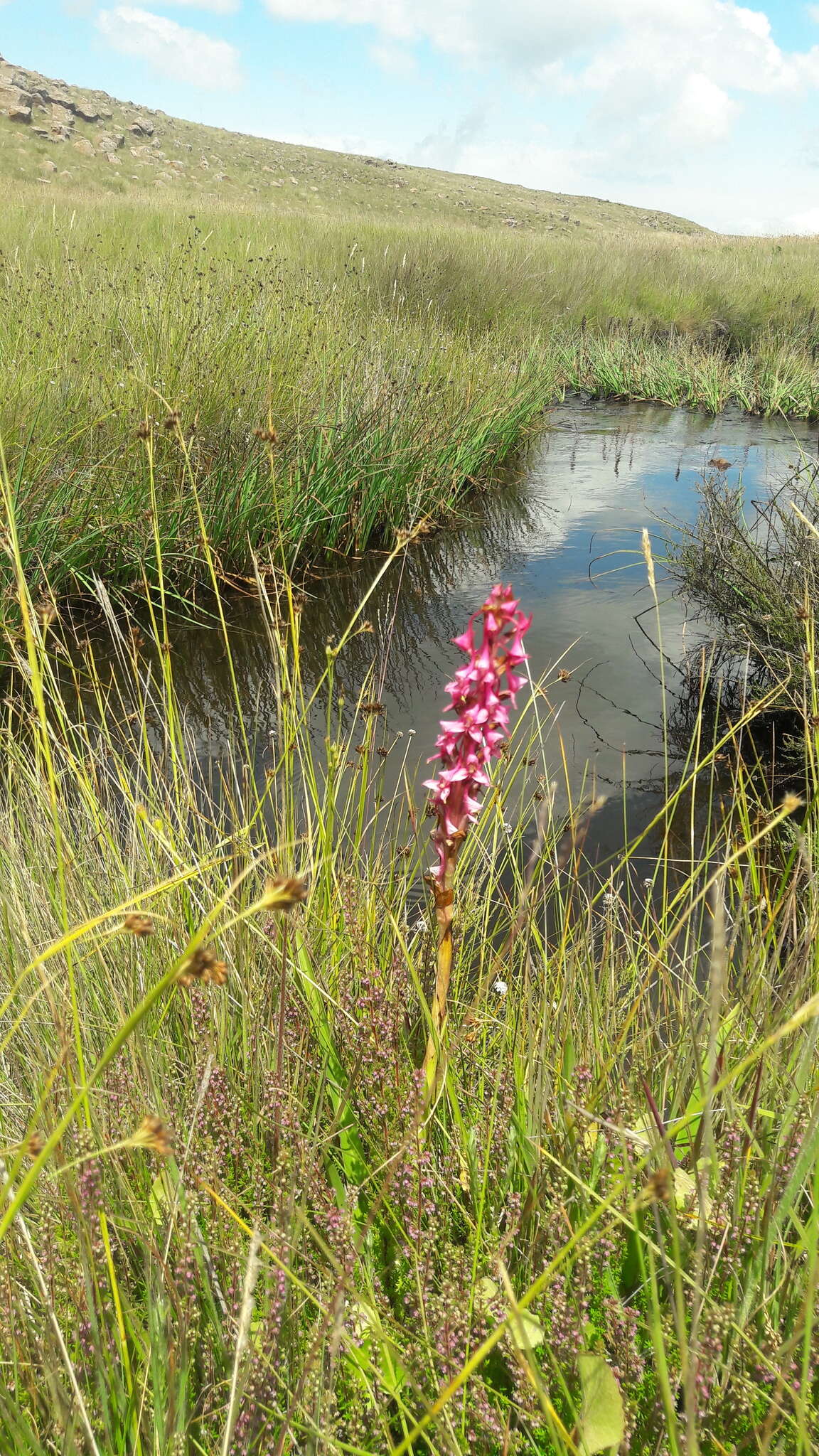 Image de Disa rhodantha Schltr.