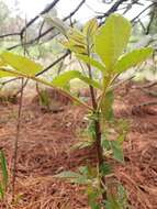 Image of Bursera cuneata (Schltdl.) Engl.