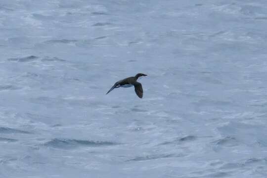 Image of Scripps's Murrelet