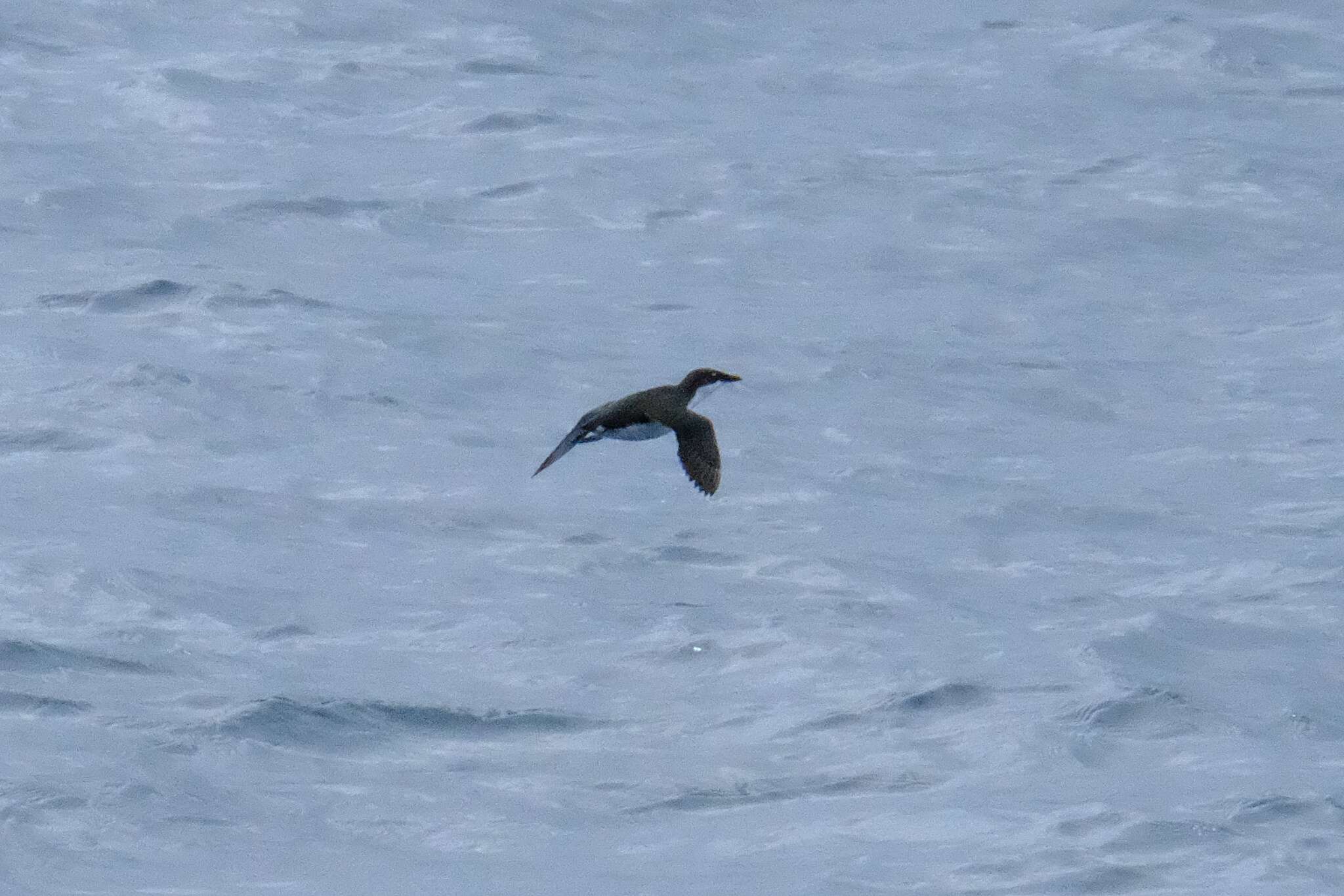 Image of Scripps's Murrelet