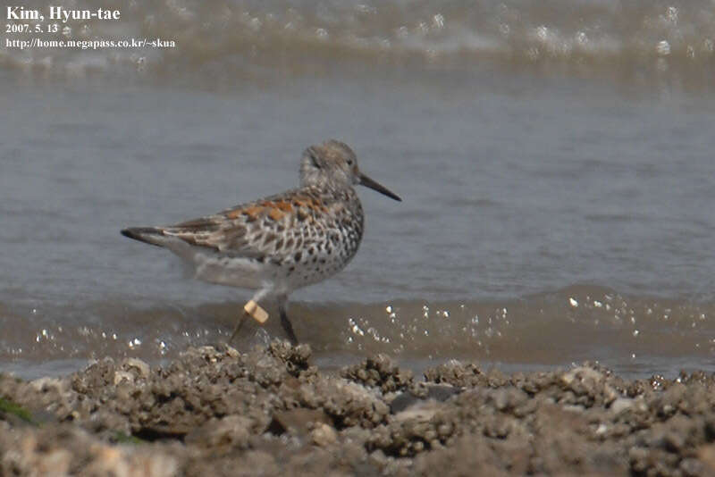 Image of Great Knot