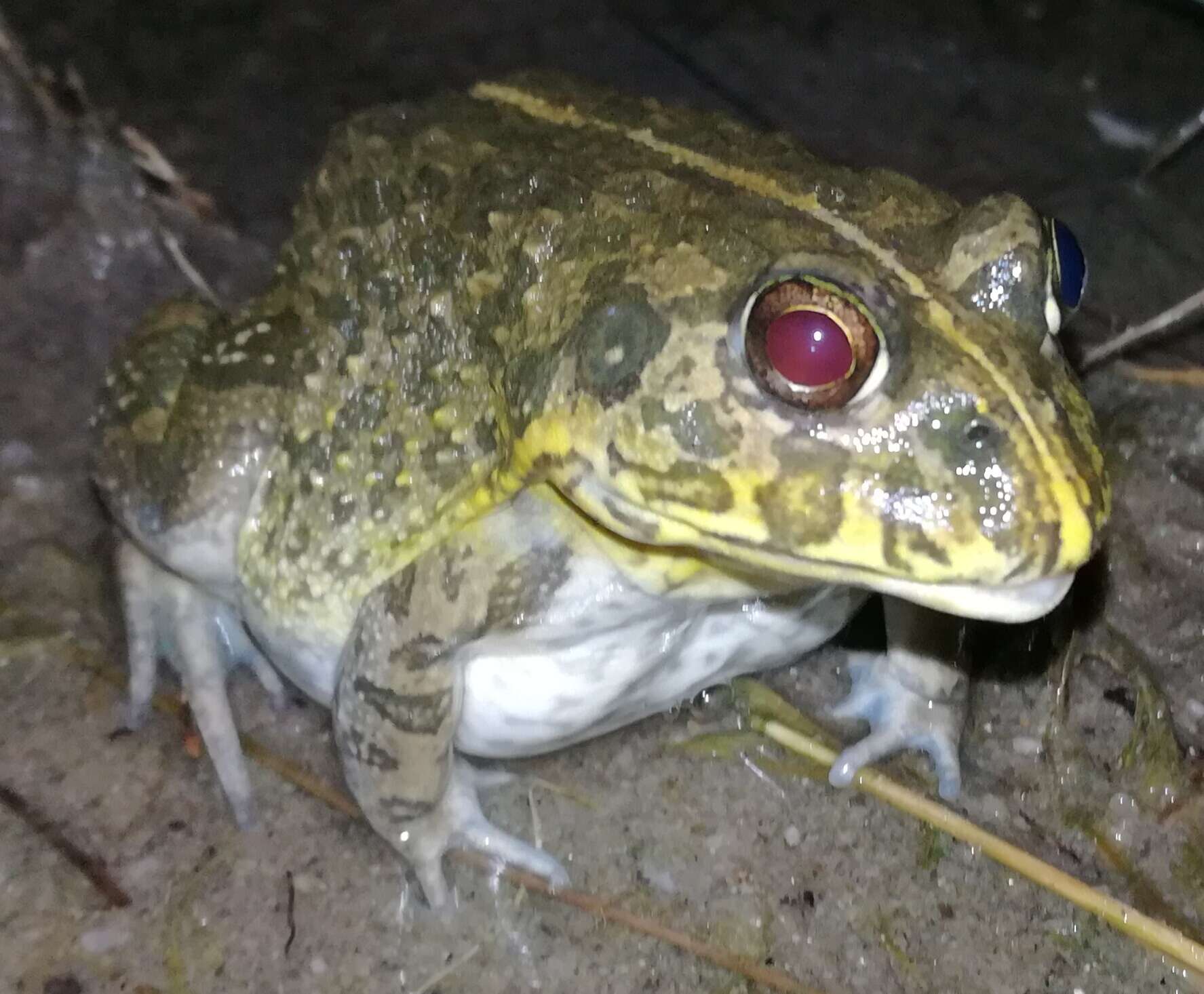 Image of African Bullfrog