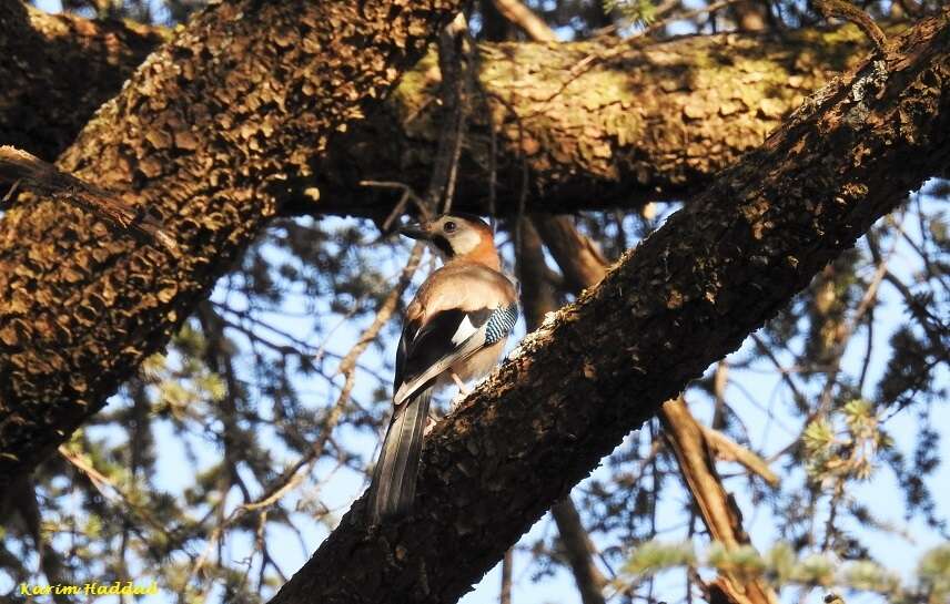 Sivun Garrulus glandarius cervicalis Bonaparte 1853 kuva