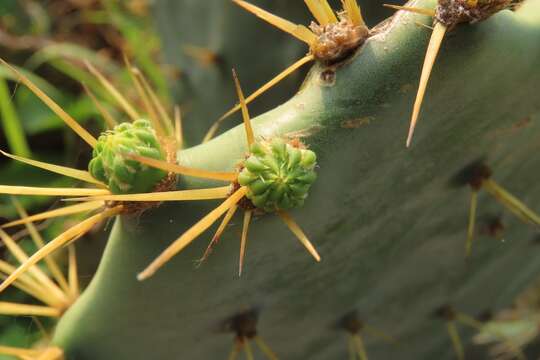 Image of Erect Prickly Pear