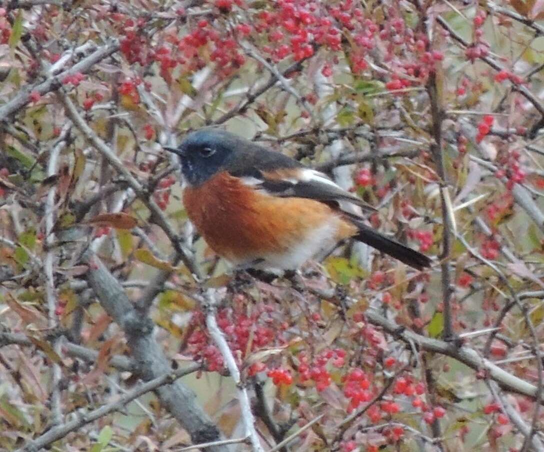 Image of White-throated Redstart