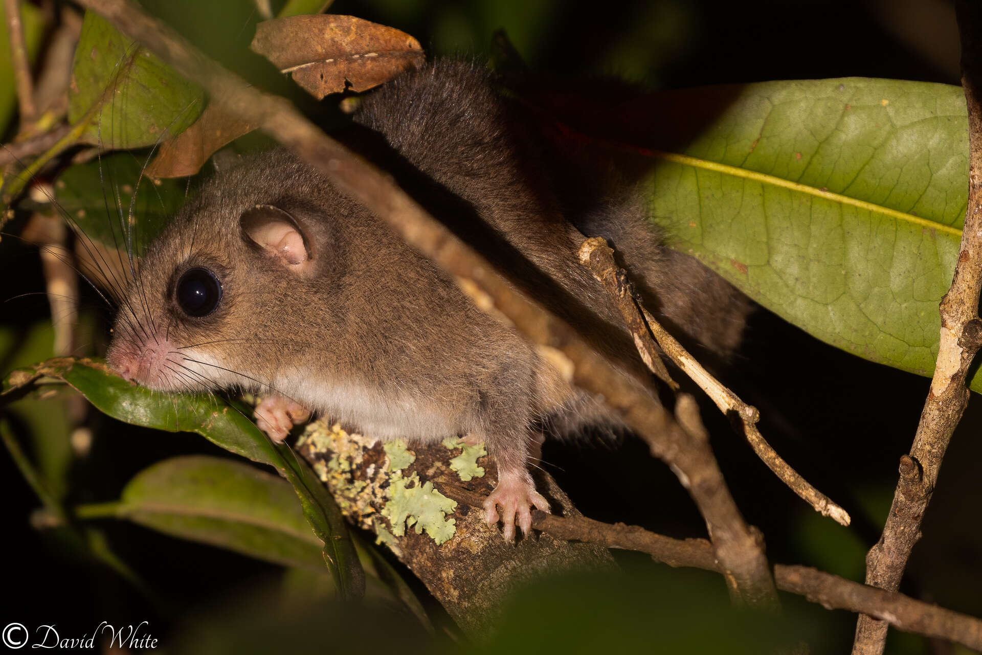 Image of Chestnut Tree Mouse