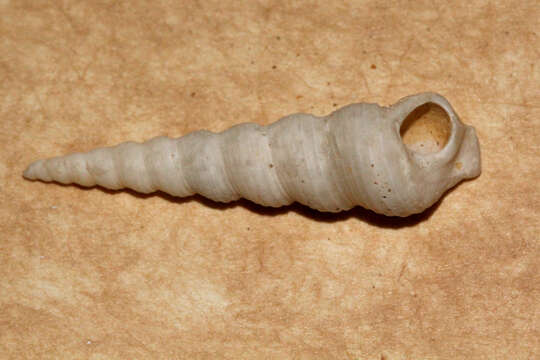 Image of auger screw shell