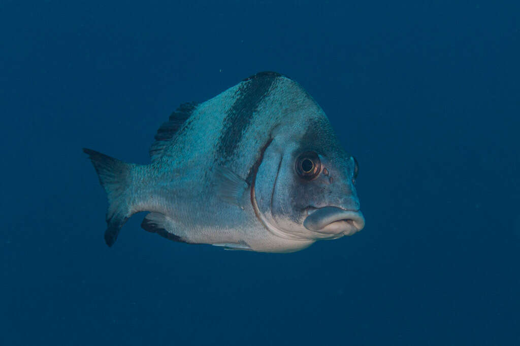 Image of Brown Sweetlips