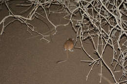 Image of Cheesman's gerbil