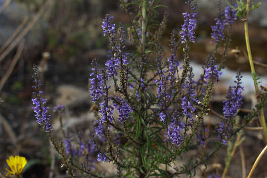 Image de Anarrhinum bellidifolium (L.) Willd.