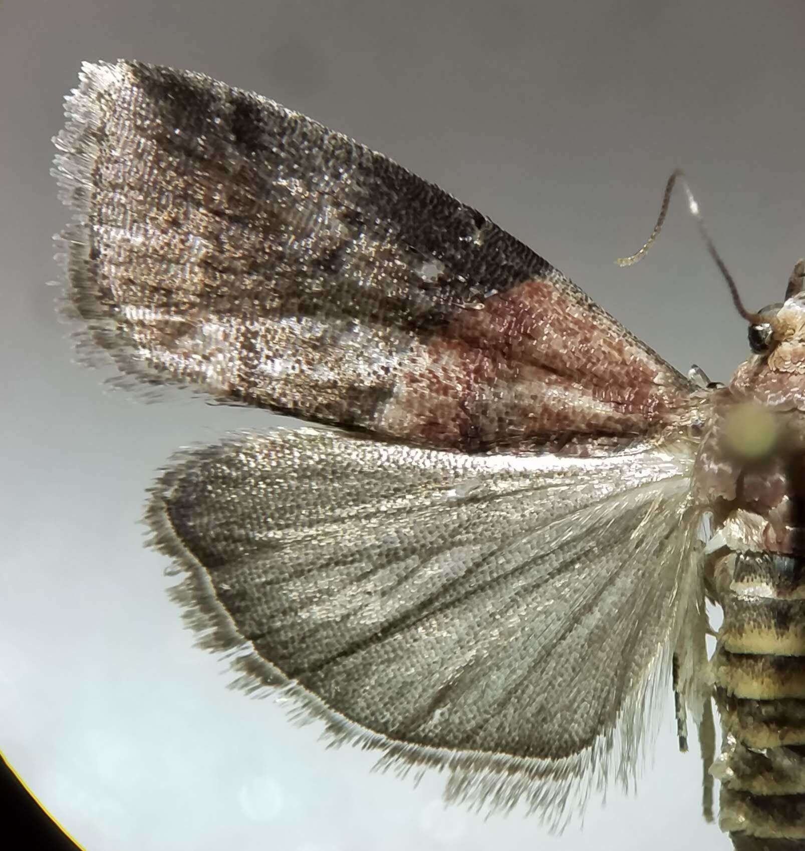 Image of <i>Acrobasis caryalbella</i> Ely 1913