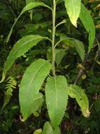 Saussurea latifolia Ledeb. resmi