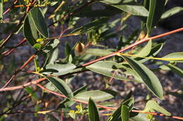 Image de Dodonaea lanceolata F. Müll.