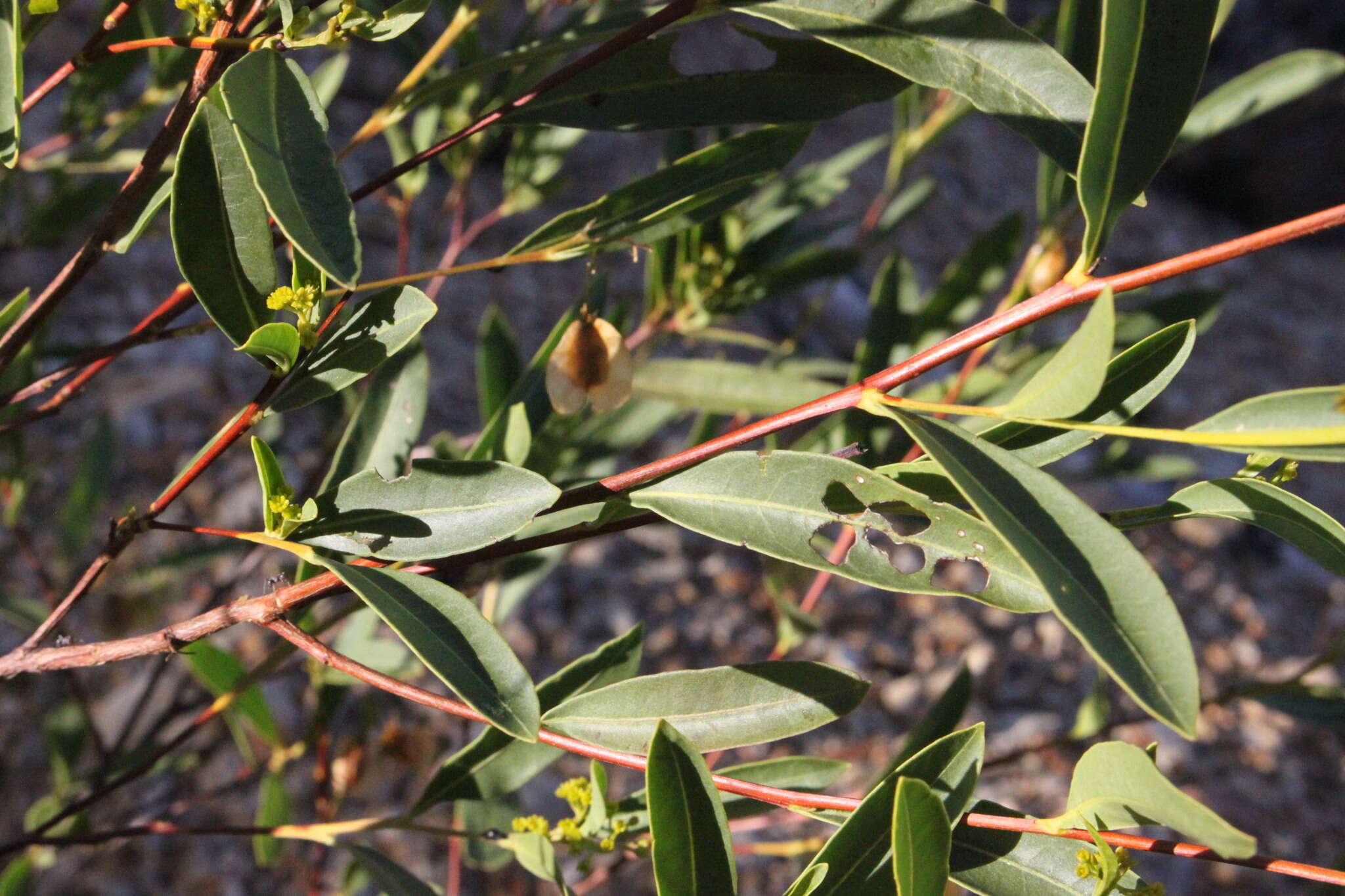 Image of Dodonaea lanceolata F. Müll.