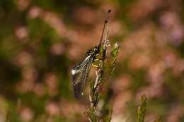 Image of Libelloides hispanicus (Rambur 1842)